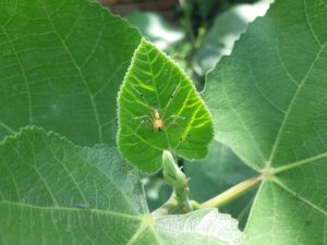 Araignée de jardin dangereuse : faut-il vraiment s’inquiéter ?
