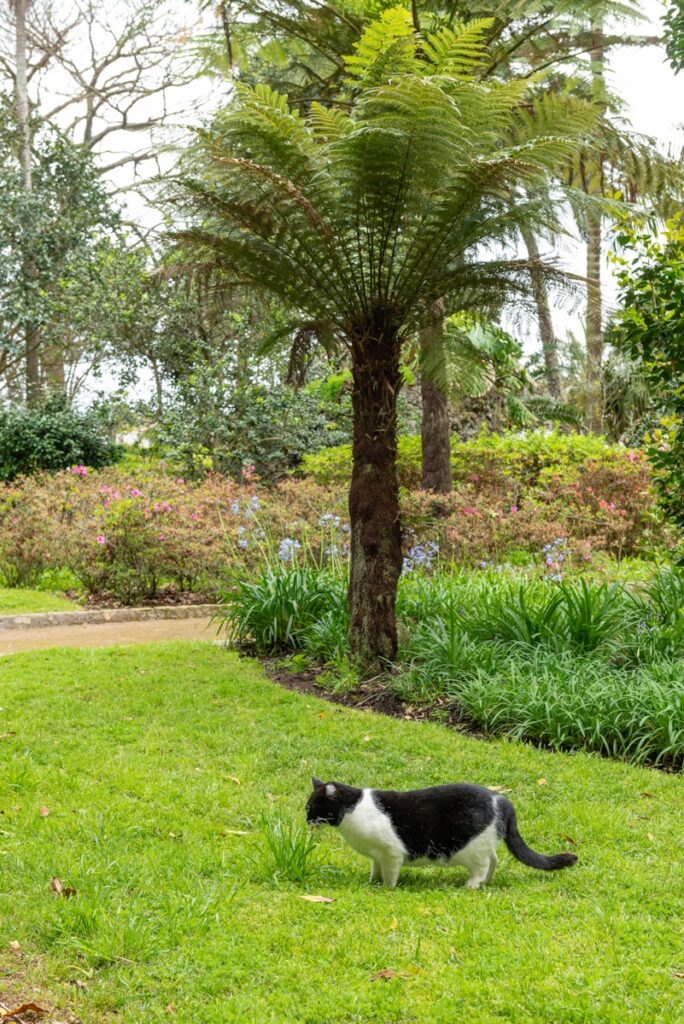 Décoration jardin avec palmier : idées inspirantes et conseils
