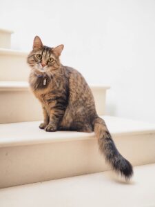 Enterrer son chat dans son jardin : ce que dit la loi et conseils
