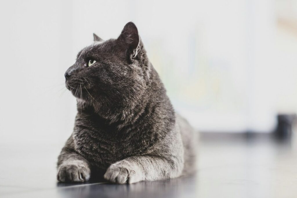 Top 10 des meilleures marques de litière pour chat