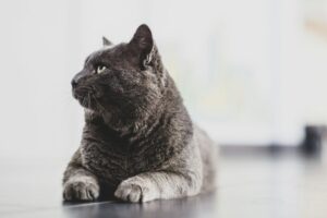 Top 10 des meilleures marques de litière pour chat