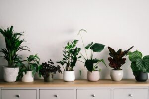 Araignée de jardin dangereuse : faut-il vraiment s’inquiéter ?
