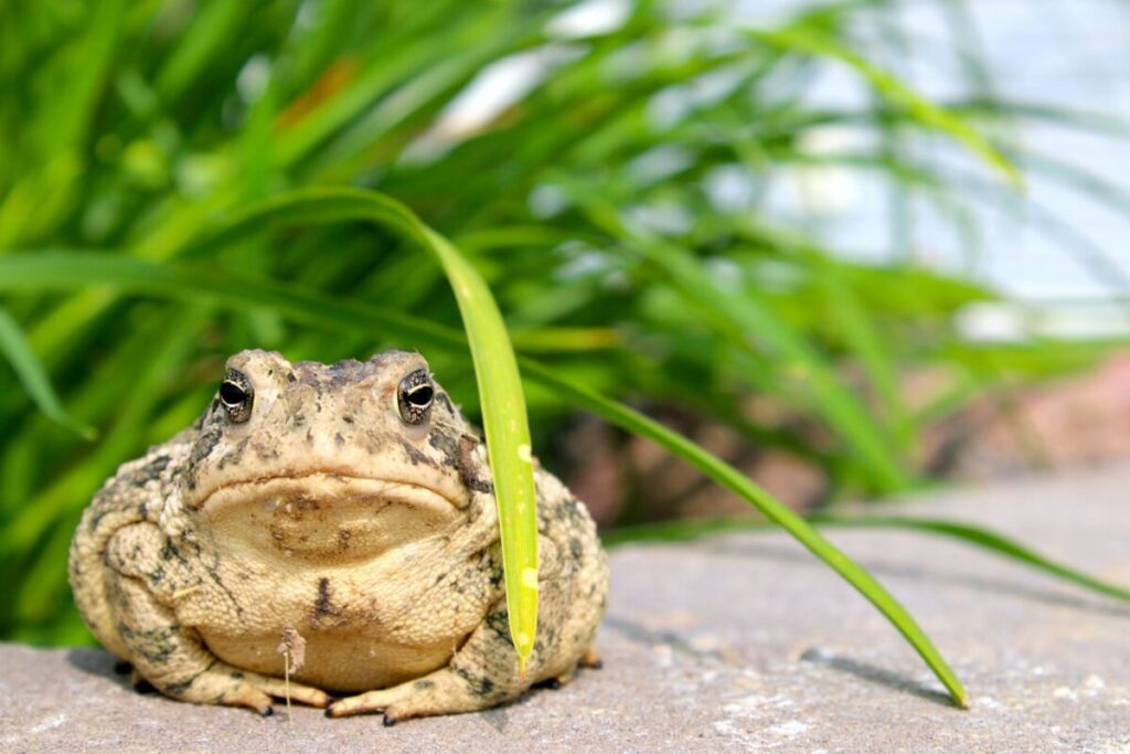 Crapaud dans le jardin : quelle signification et utilité ?